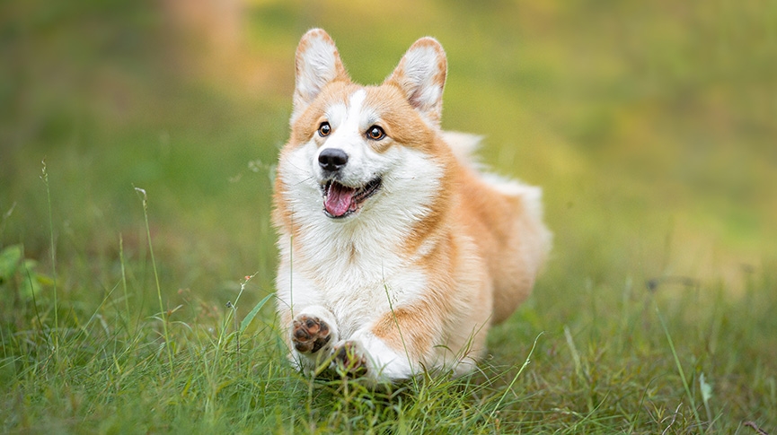 春天放狗注意-4大必知事項-預防狗狗皮膚病-寄生蟲